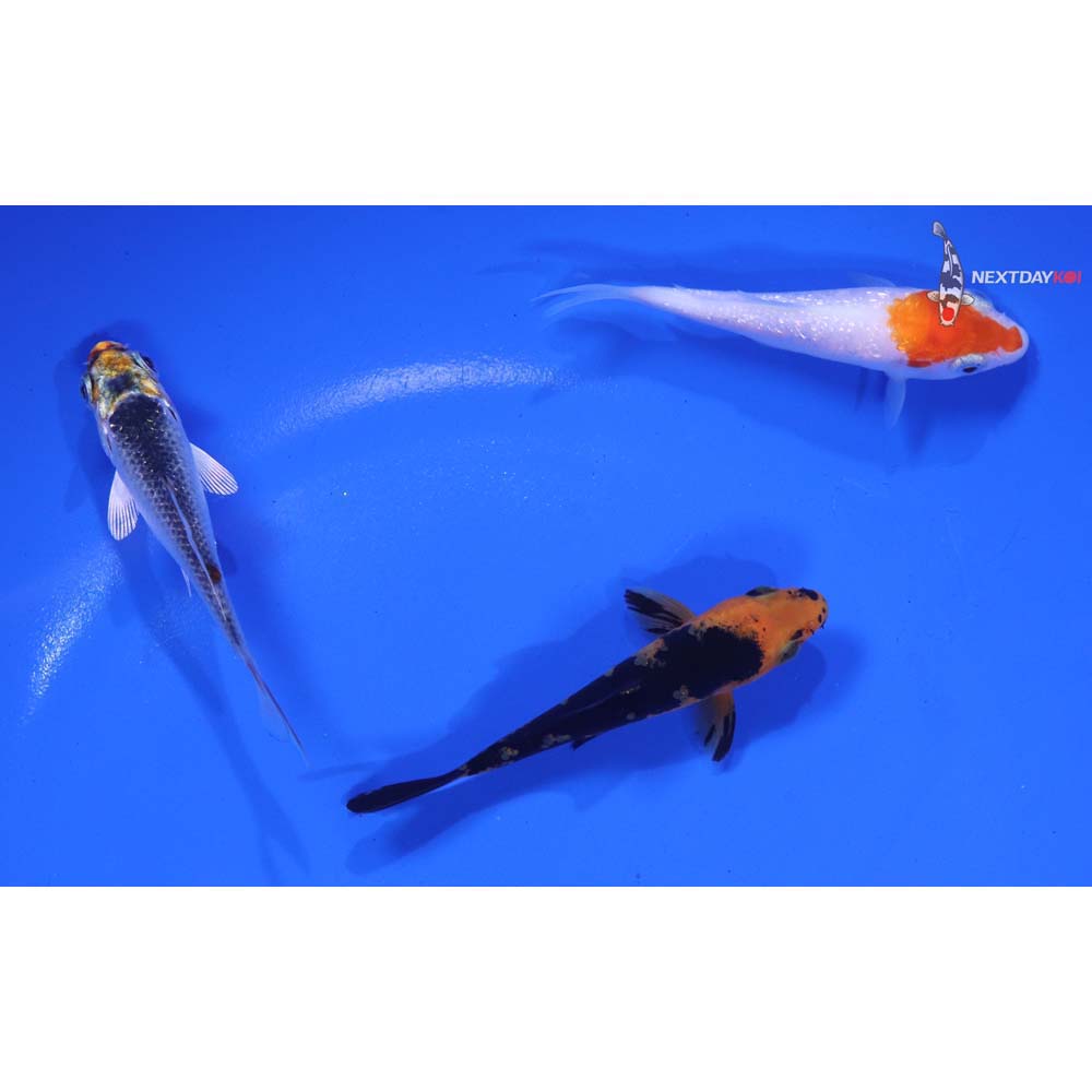Lot of (3) 3-4” Imported Assorted Koi