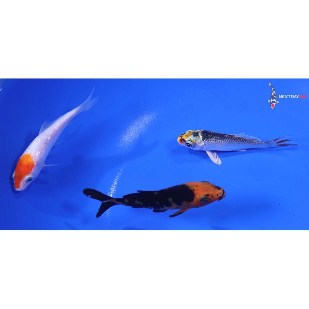 Lot of (3) 3-4” Imported Assorted Koi
