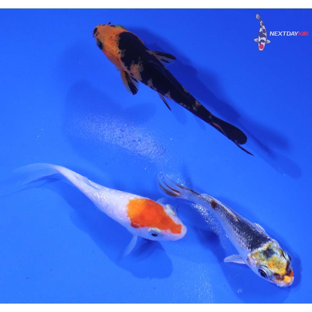Lot of (3) 3-4” Imported Assorted Koi