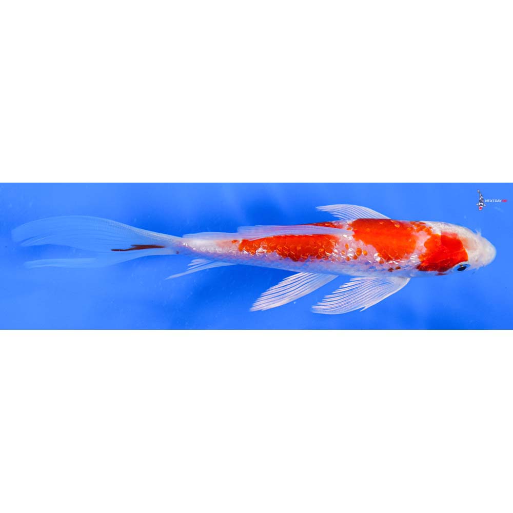 6” Imported Gin Rin Hariwake Butterfly Koi