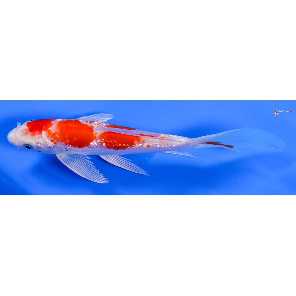 6” Imported Gin Rin Hariwake Butterfly Koi