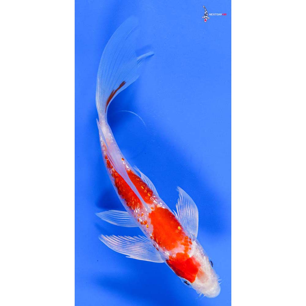 6” Imported Gin Rin Hariwake Butterfly Koi