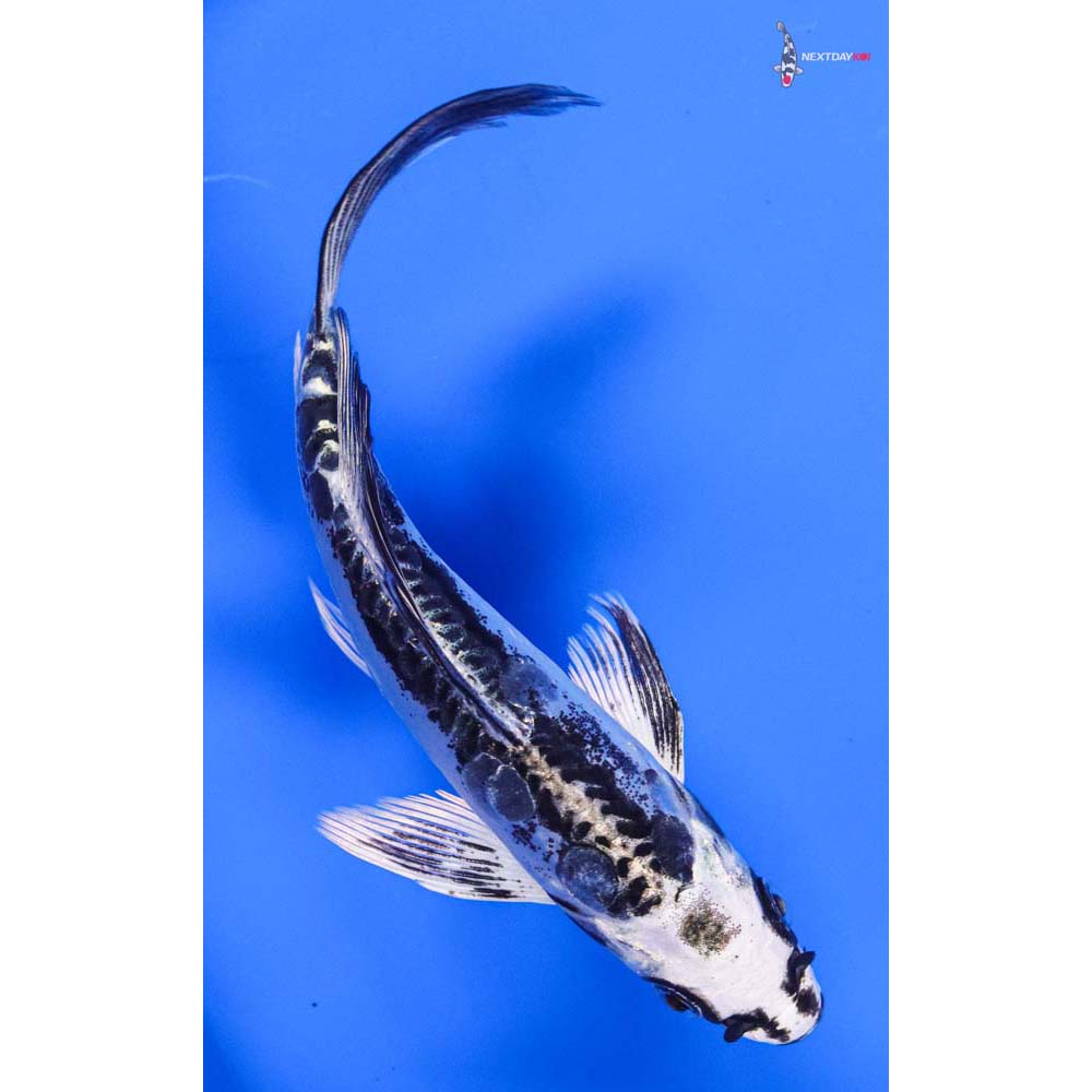 6” Imported Doitsu Gin Matsuba Butterfly Koi