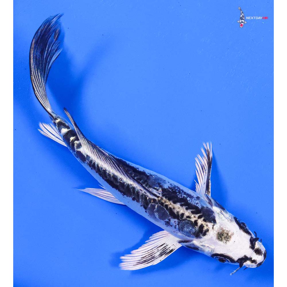 6” Imported Doitsu Gin Matsuba Butterfly Koi