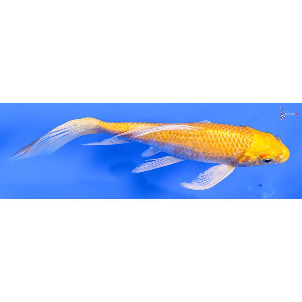 6” Imported Lemon Hariwake Butterfly Koi