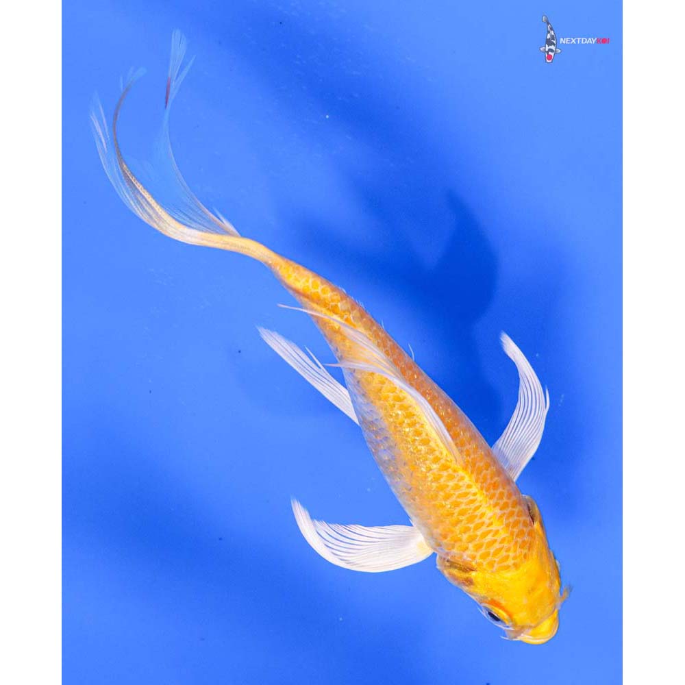 6” Imported Lemon Hariwake Butterfly Koi