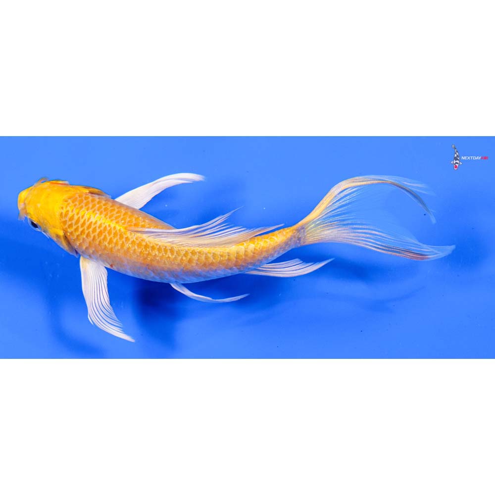 6” Imported Lemon Hariwake Butterfly Koi