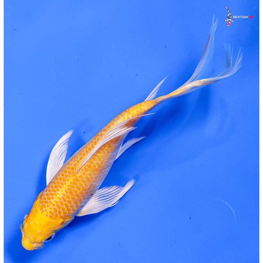 6” Imported Lemon Hariwake Butterfly Koi