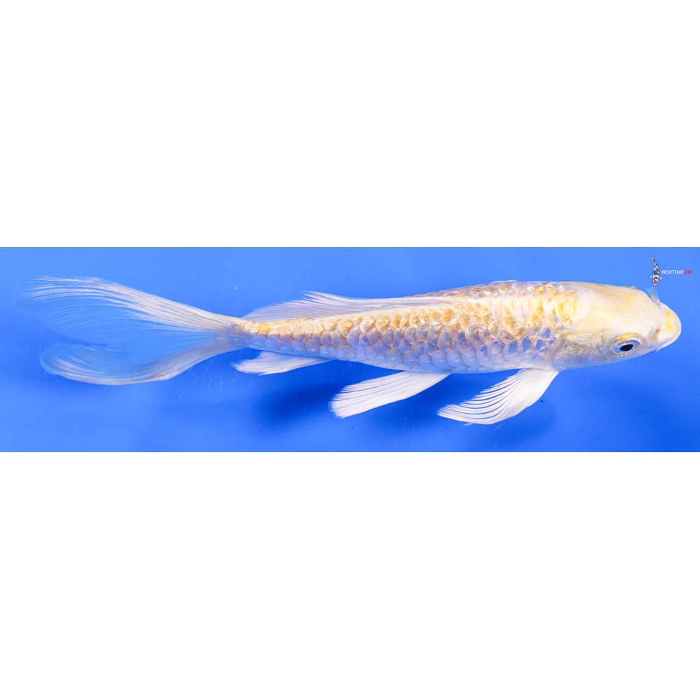 6” Imported Armor Scaled Gin Rin Lemon Hariwake Butterfly Koi