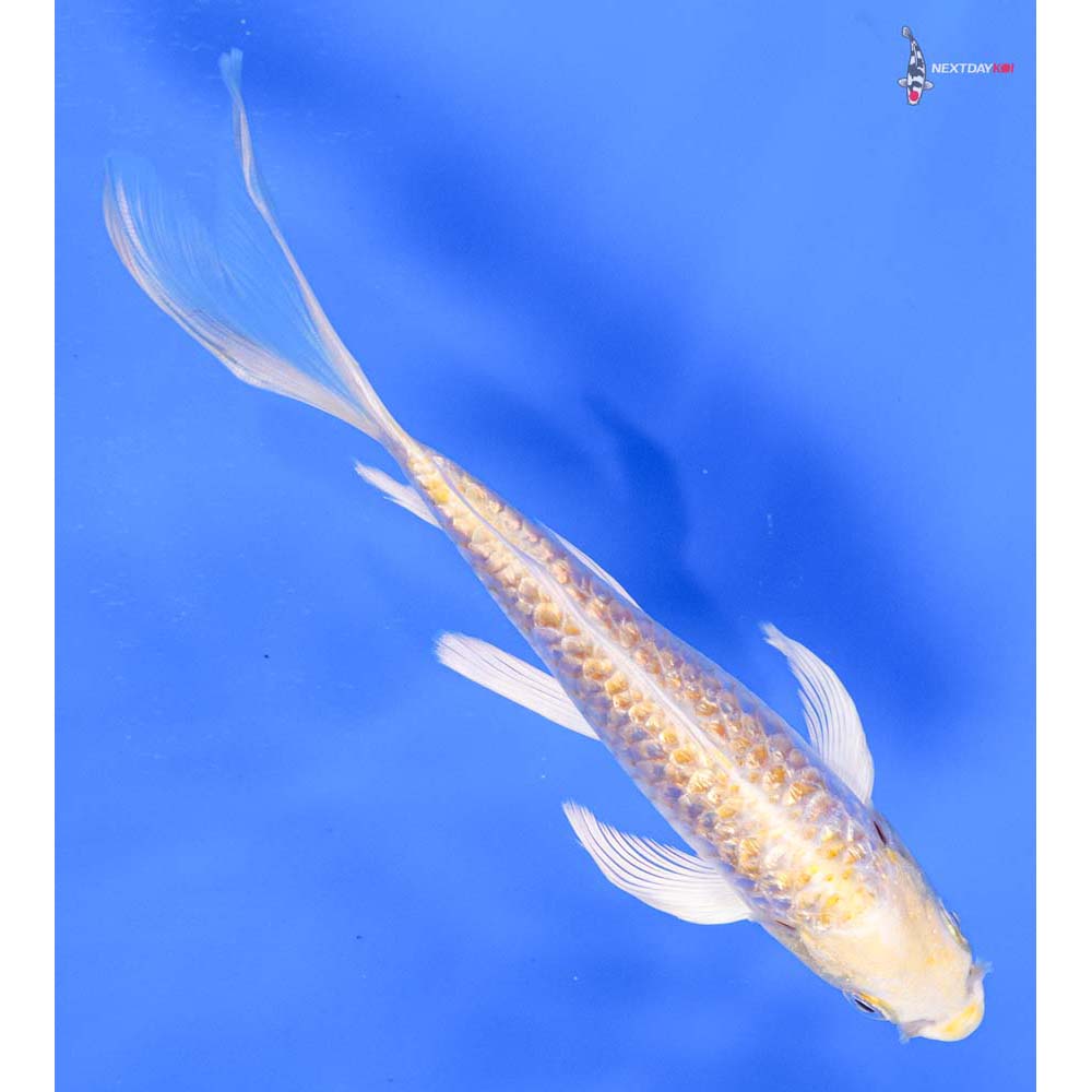 6” Imported Armor Scaled Gin Rin Lemon Hariwake Butterfly Koi