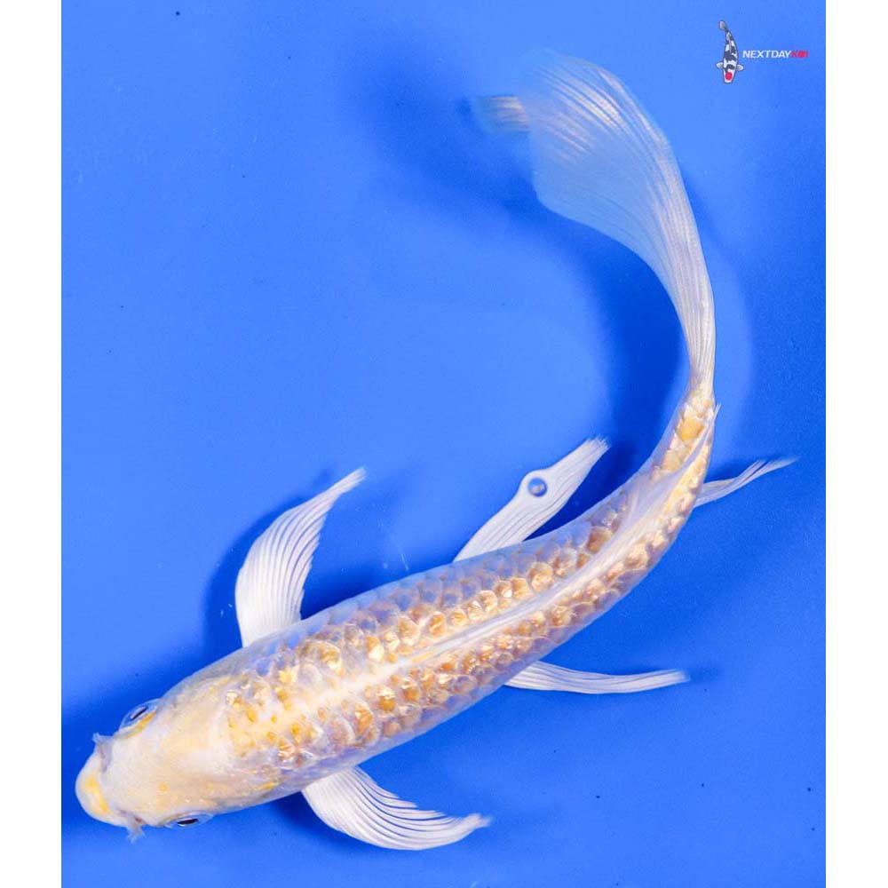 6” Imported Armor Scaled Gin Rin Lemon Hariwake Butterfly Koi
