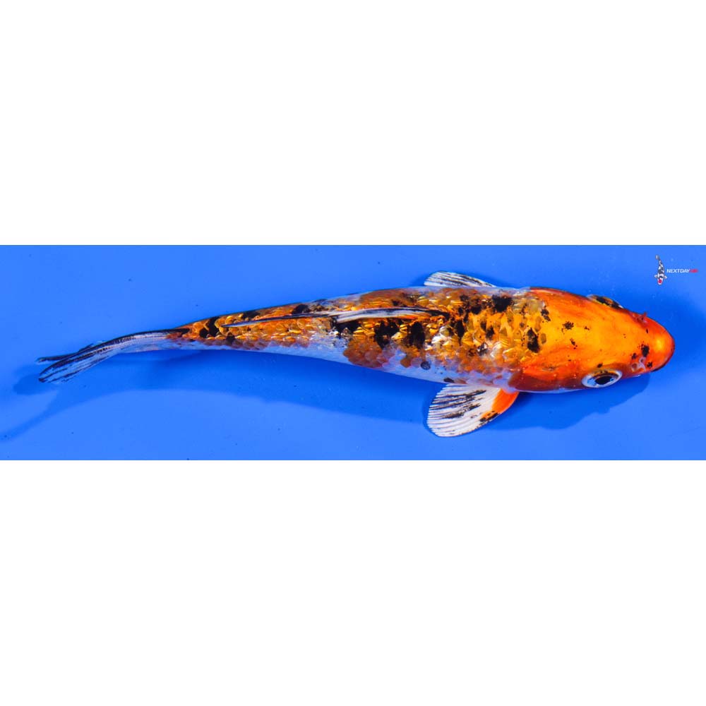 5” Imported Gin Rin Yamato Nishiki