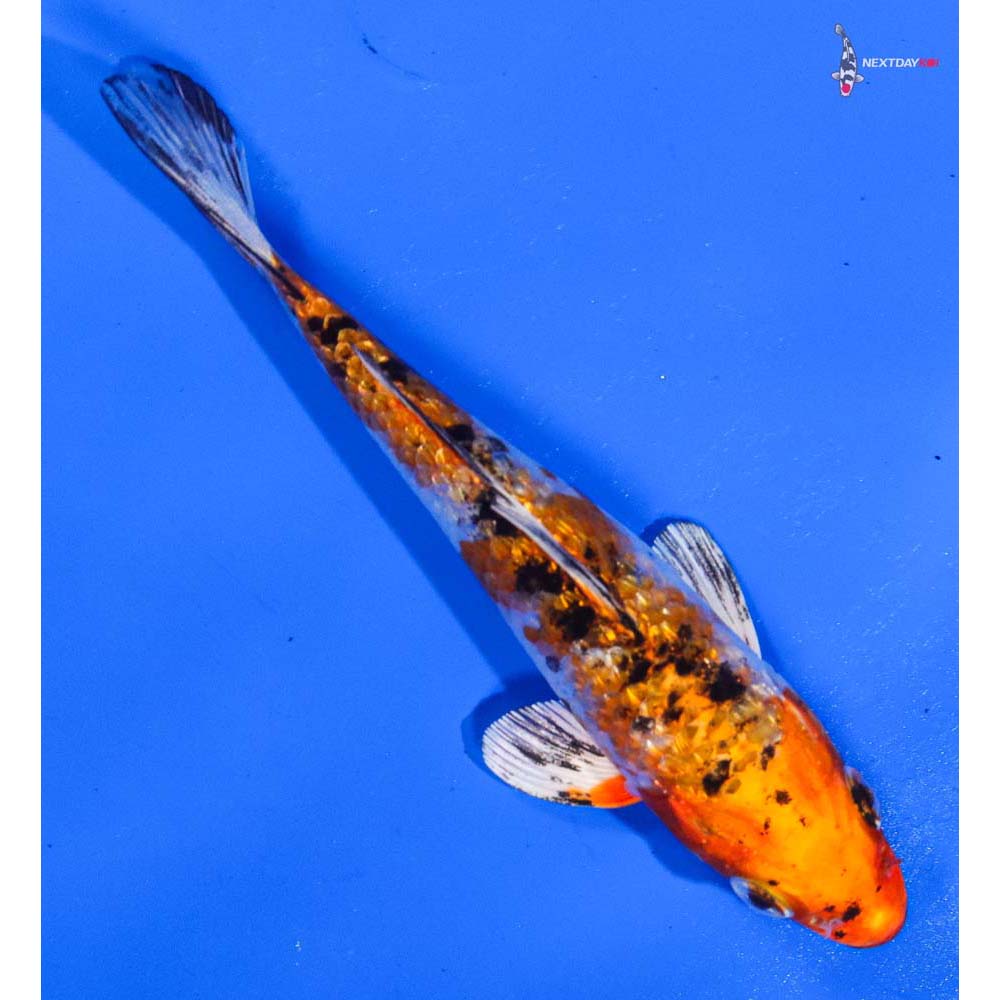 5” Imported Gin Rin Yamato Nishiki