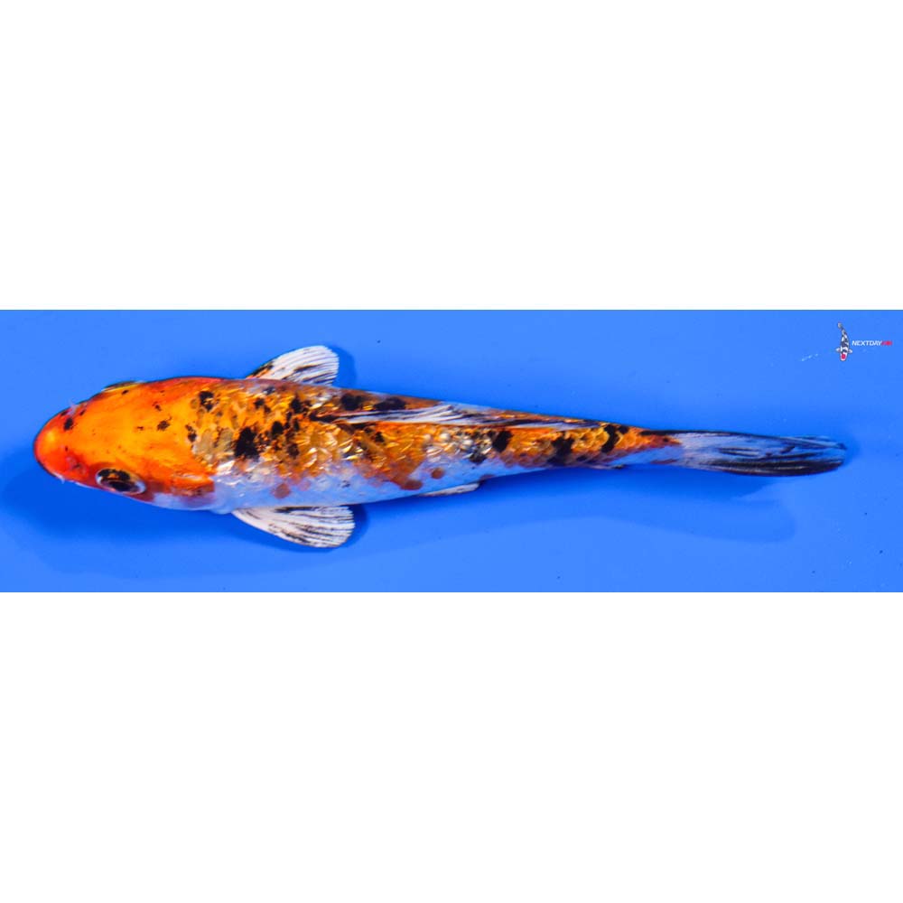 5” Imported Gin Rin Yamato Nishiki