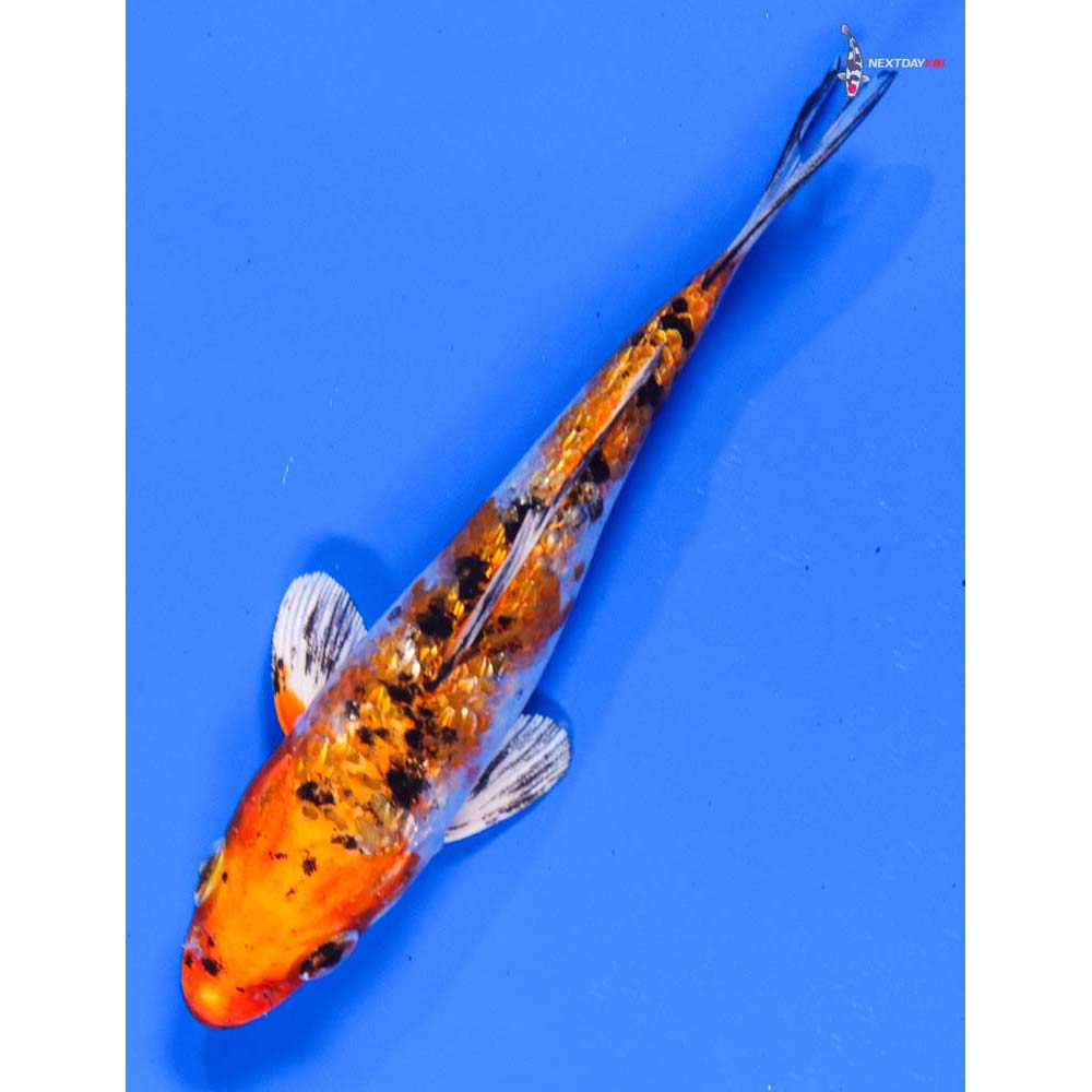 5” Imported Gin Rin Yamato Nishiki