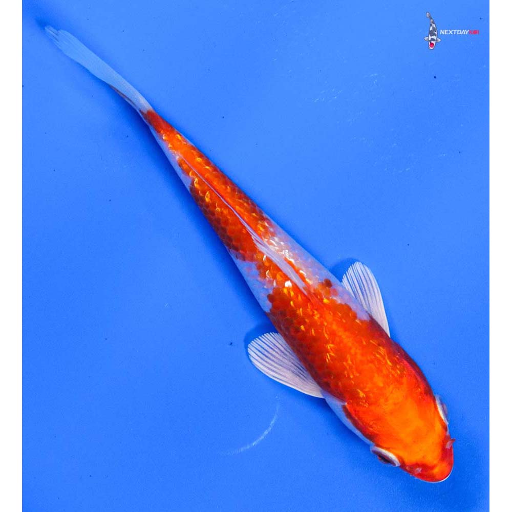 5” Imported Gin Rin Hariwake