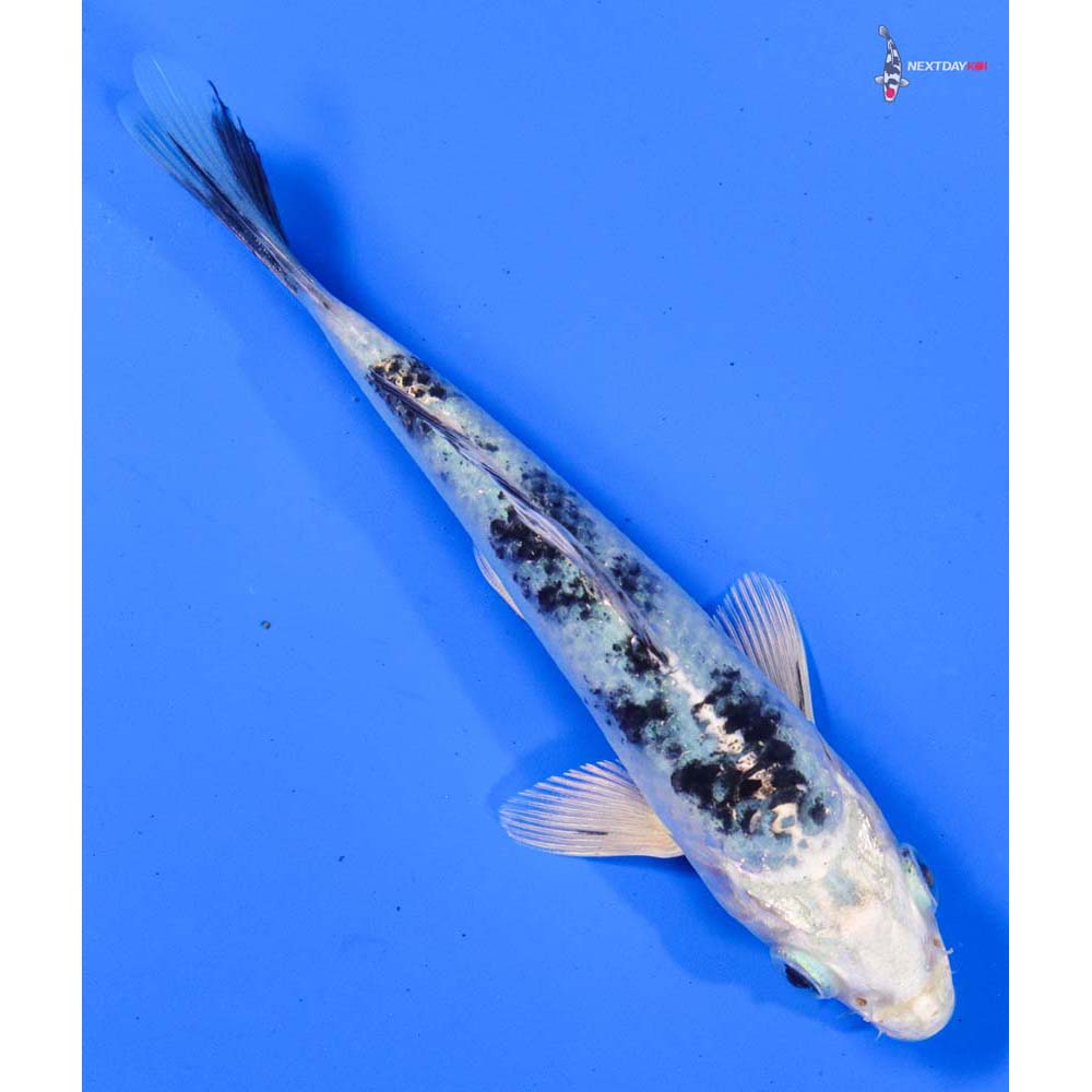 5” Imported Gin Shiro Bekko