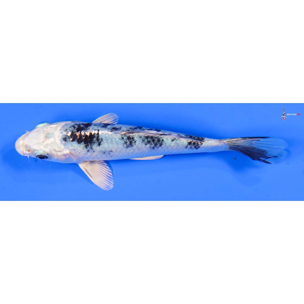 5” Imported Gin Shiro Bekko