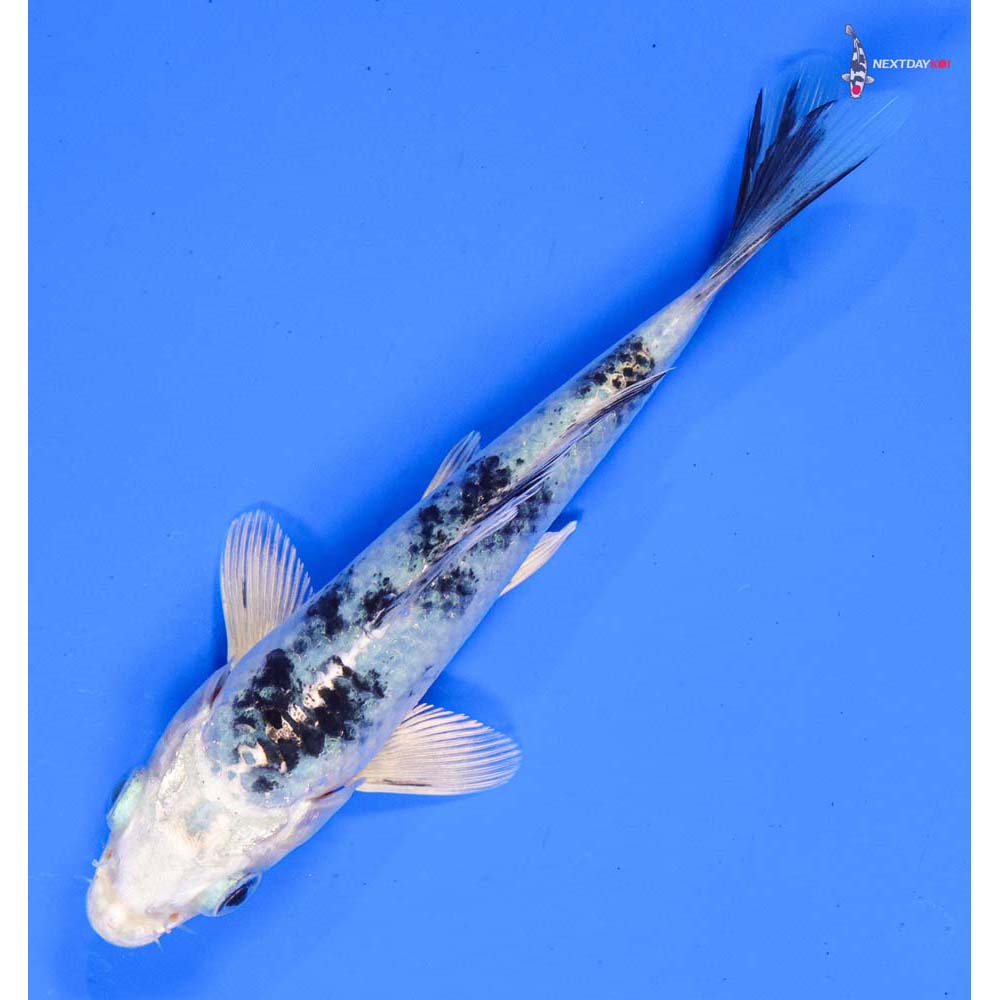 5” Imported Gin Shiro Bekko