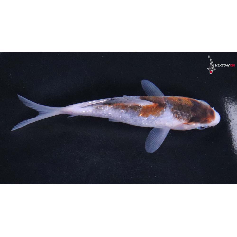 4.5” Imported Goromo