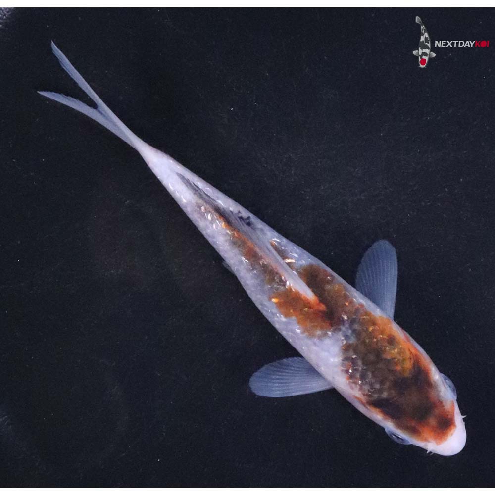 4.5” Imported Goromo