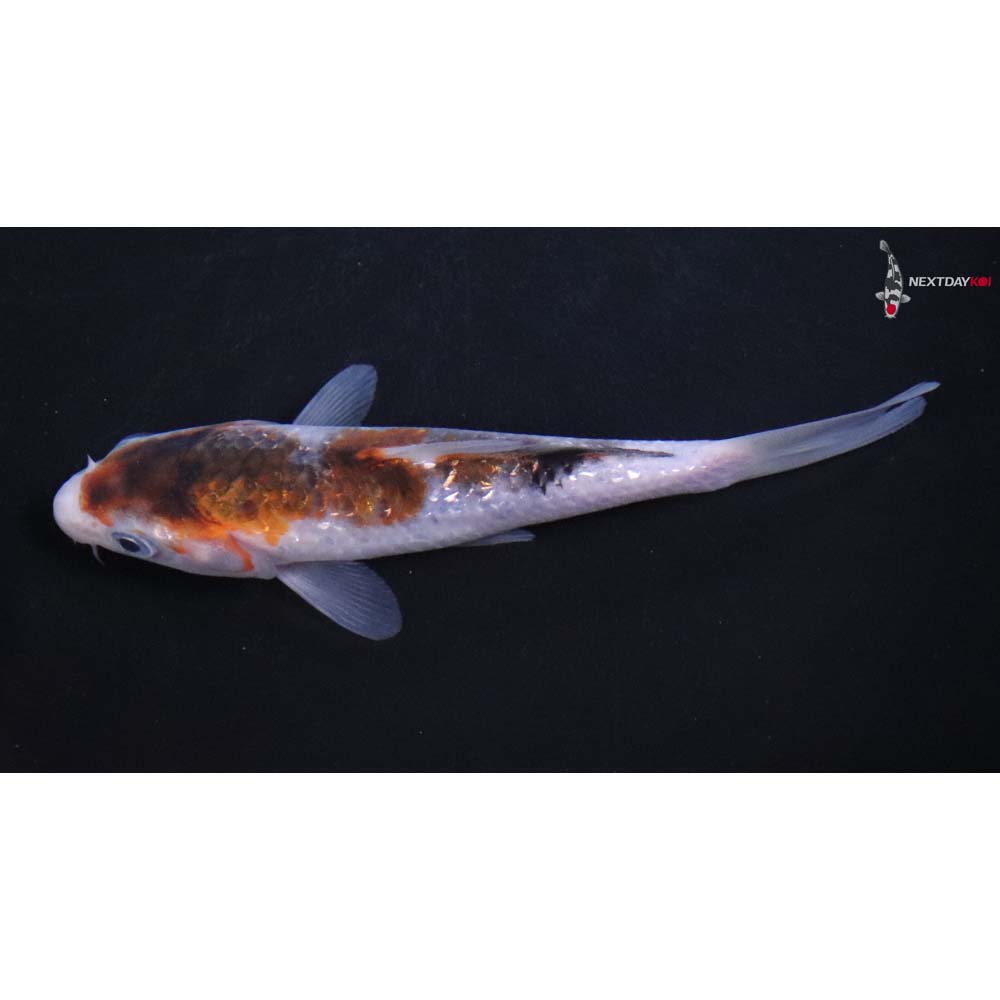 4.5” Imported Goromo