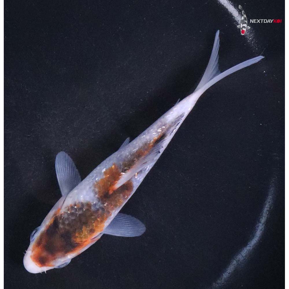 4.5” Imported Goromo