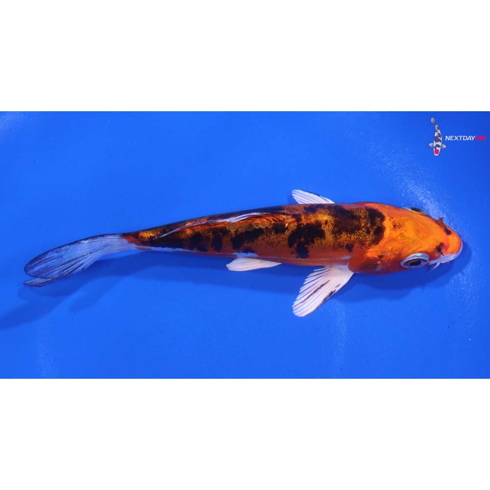 4.5” Imported Heisei Nishiki