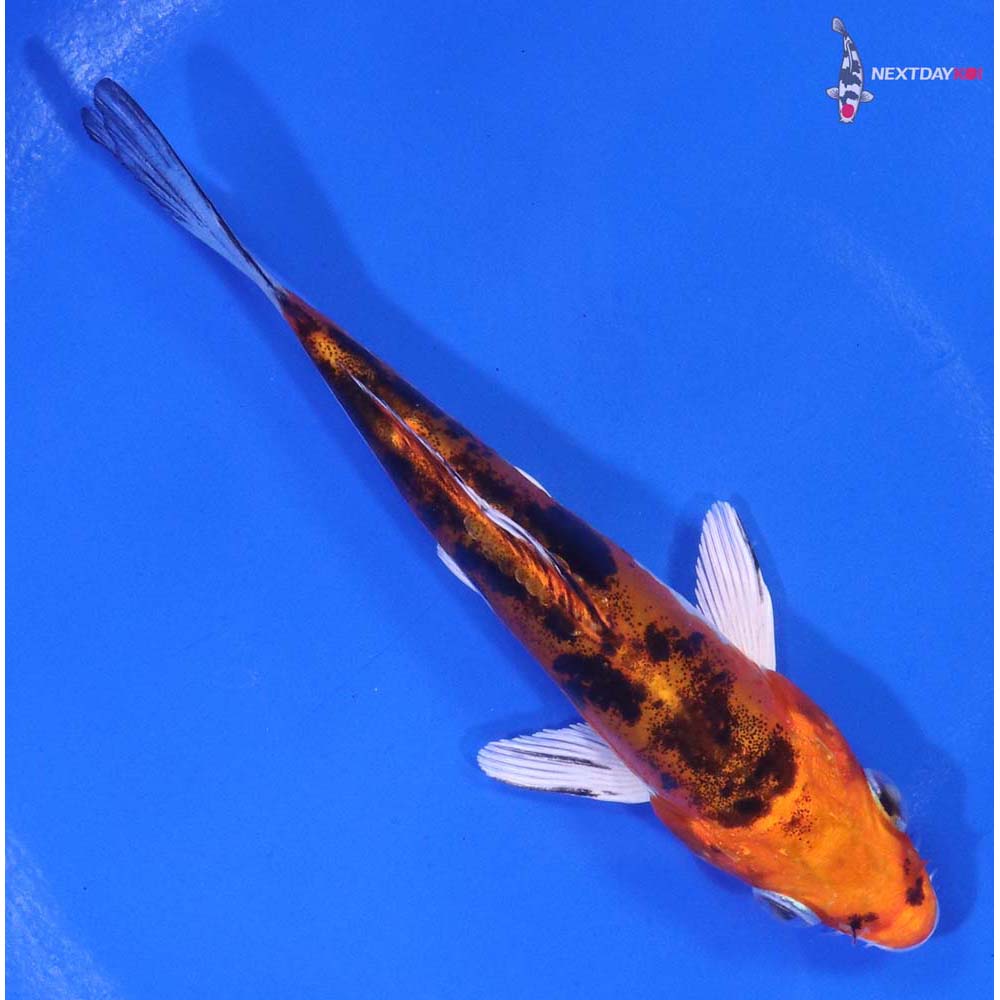 4.5” Imported Heisei Nishiki