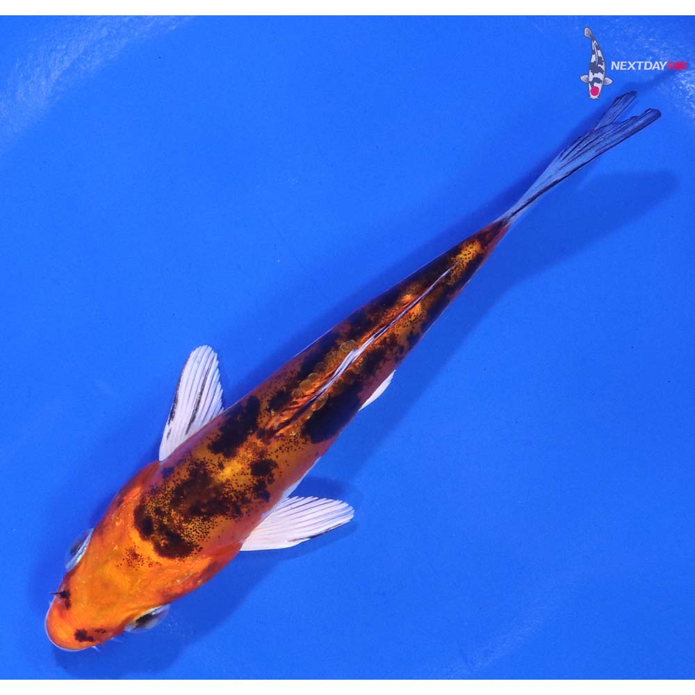 4.5” Imported Heisei Nishiki