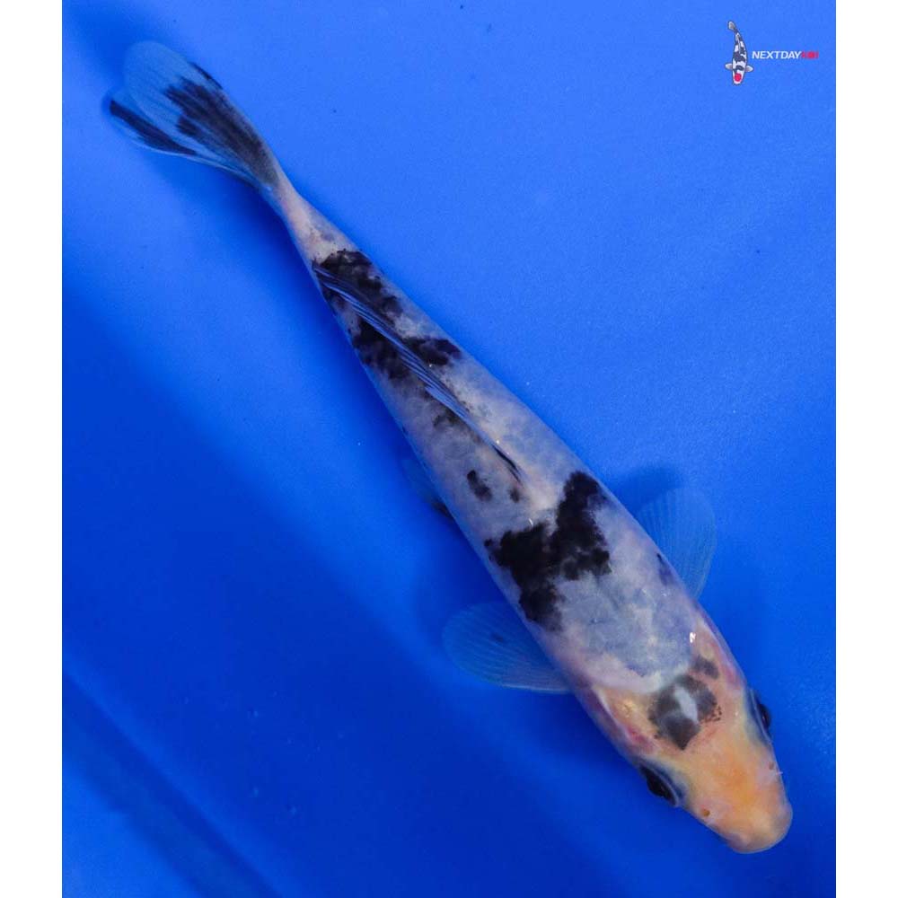 5” Imported Shiro Bekko