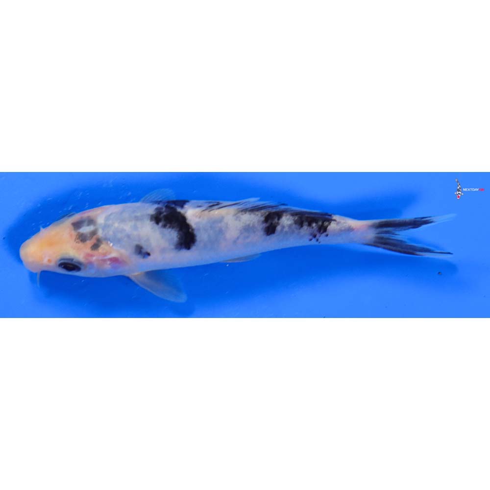 5” Imported Shiro Bekko