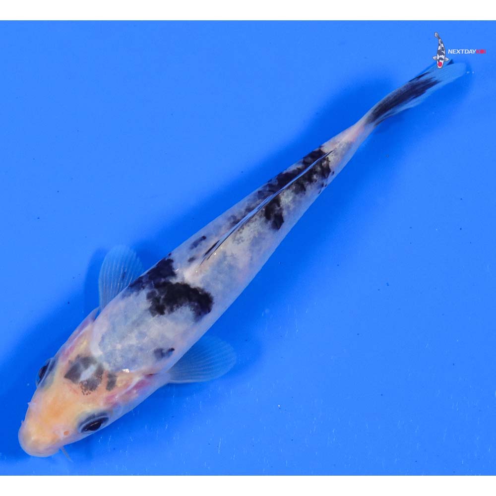 5” Imported Shiro Bekko