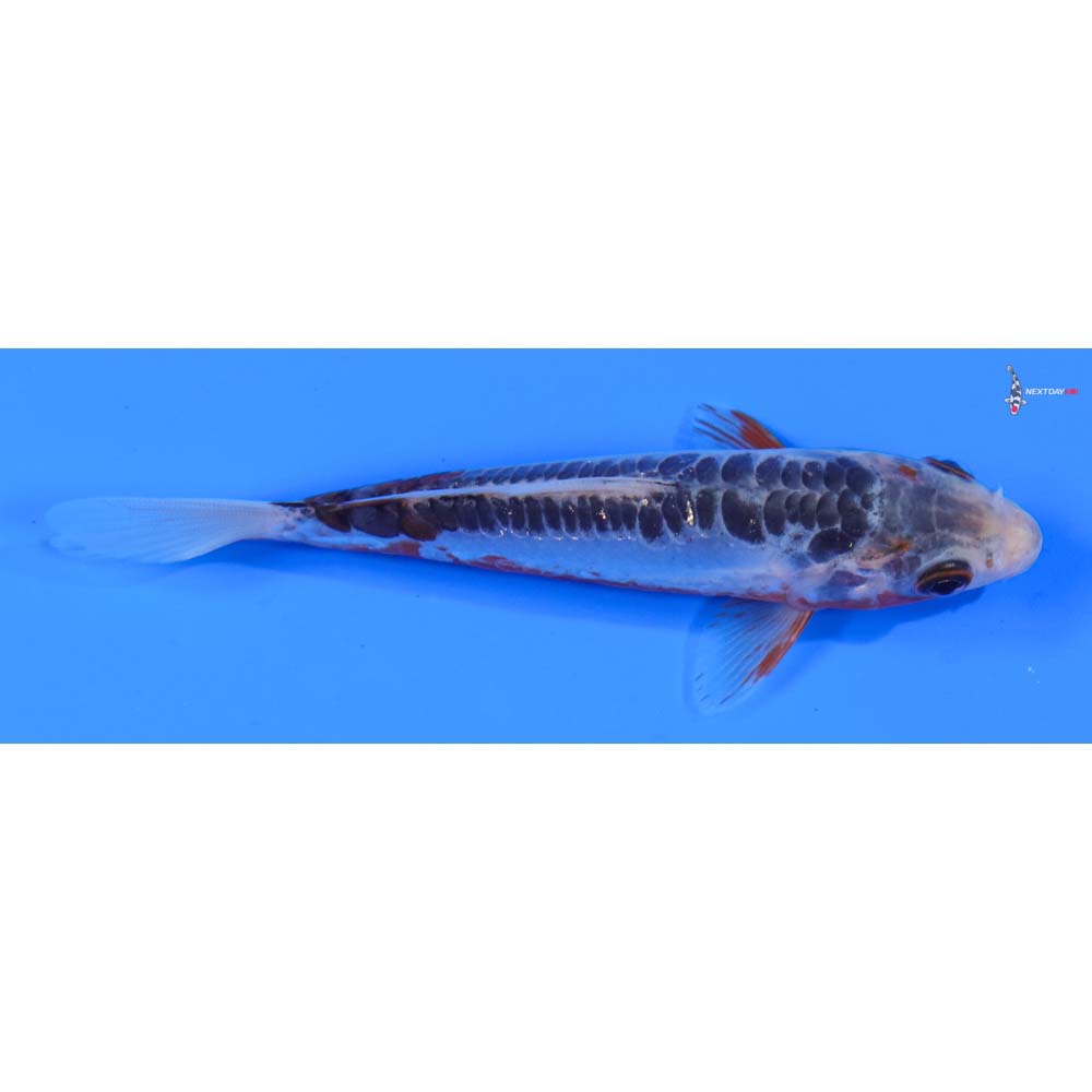 5” Imported Shusui