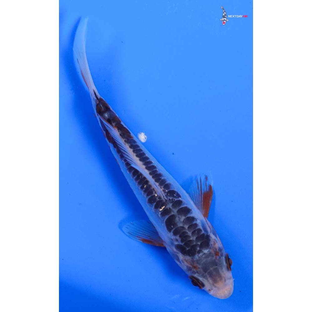 5” Imported Shusui