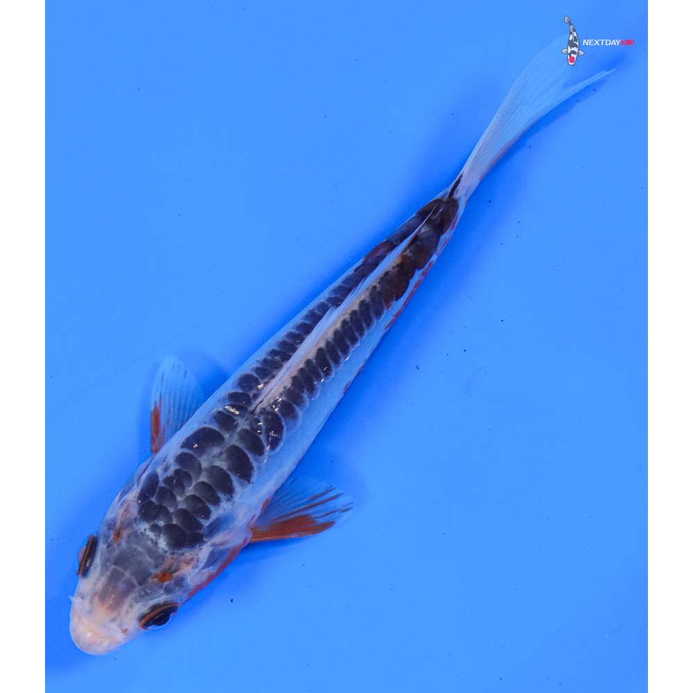 5” Imported Shusui