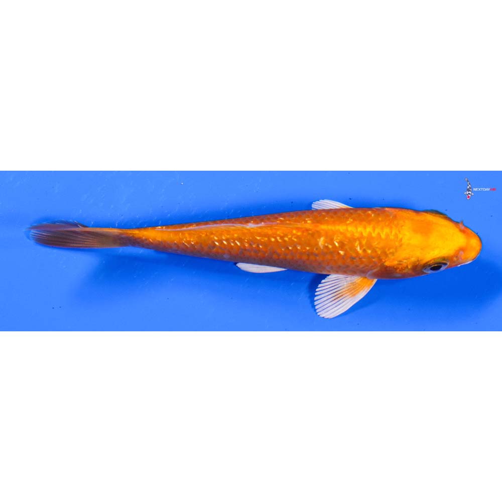 5” Imported Gin Rin Orenji Ogon