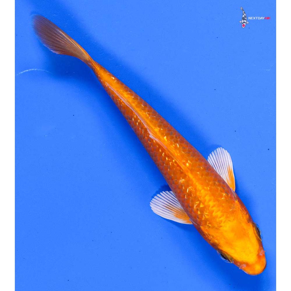 5” Imported Gin Rin Orenji Ogon