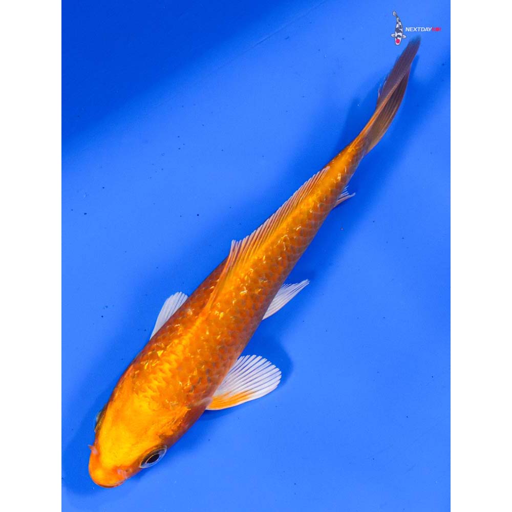 5” Imported Gin Rin Orenji Ogon