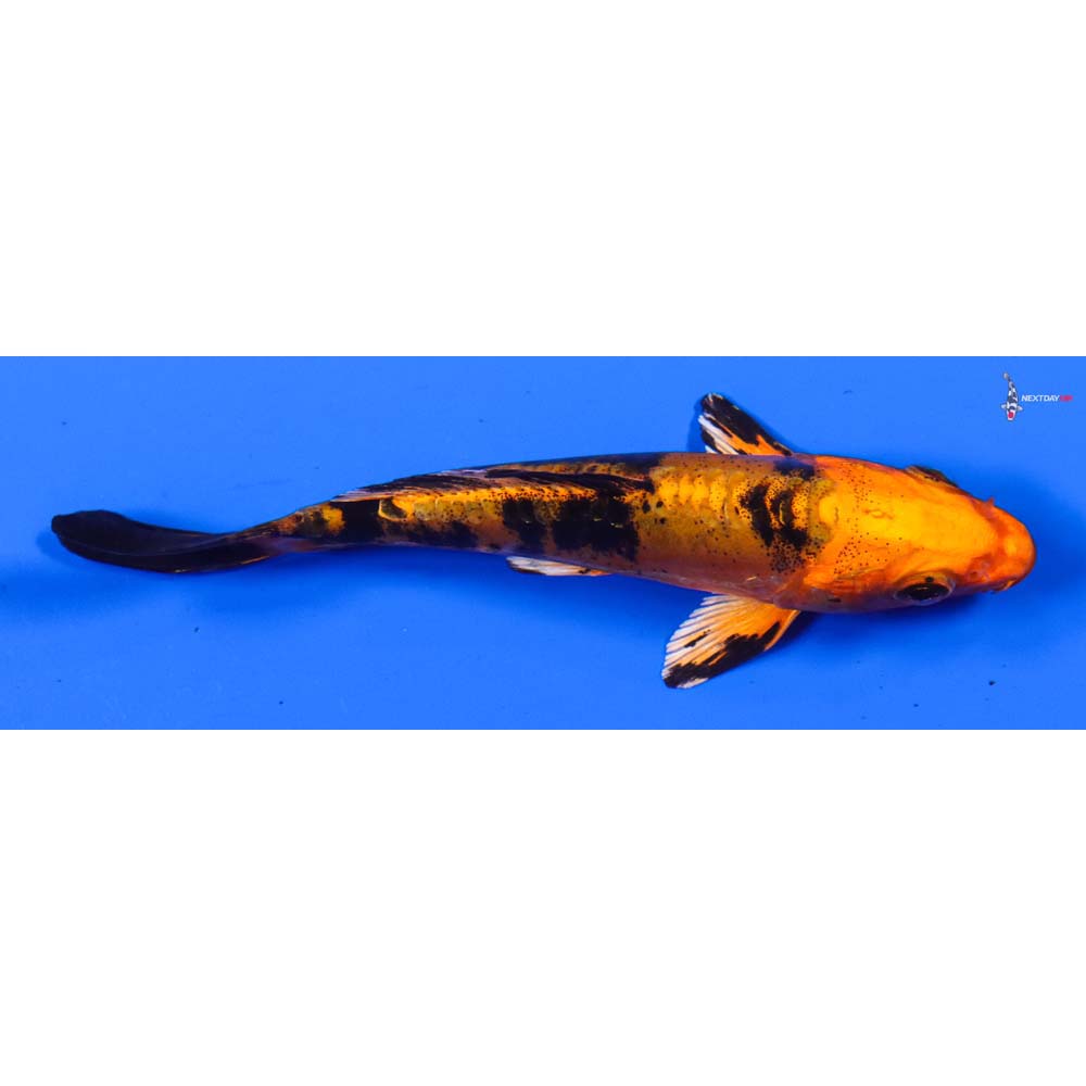 4.5” Imported Doitsu Kin Aka Bekko