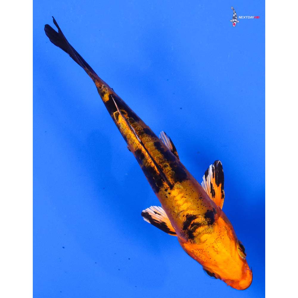 4.5” Imported Doitsu Kin Aka Bekko