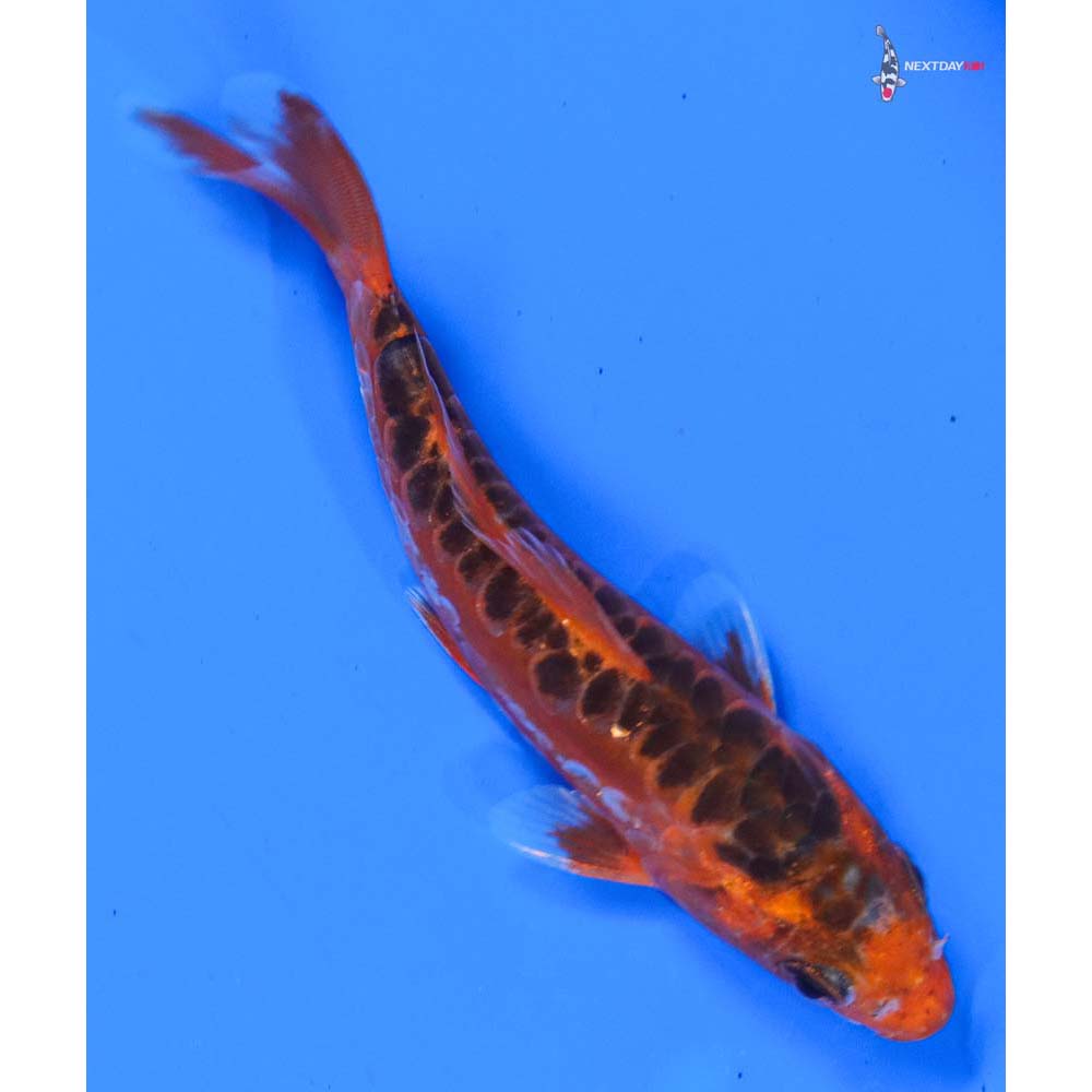 5” Imported Hana Shusui