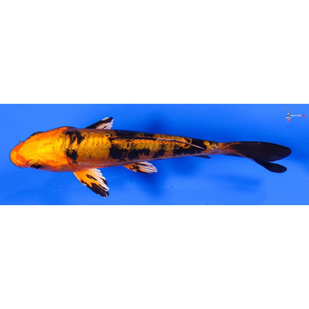 4.5” Imported Doitsu Kin Aka Bekko