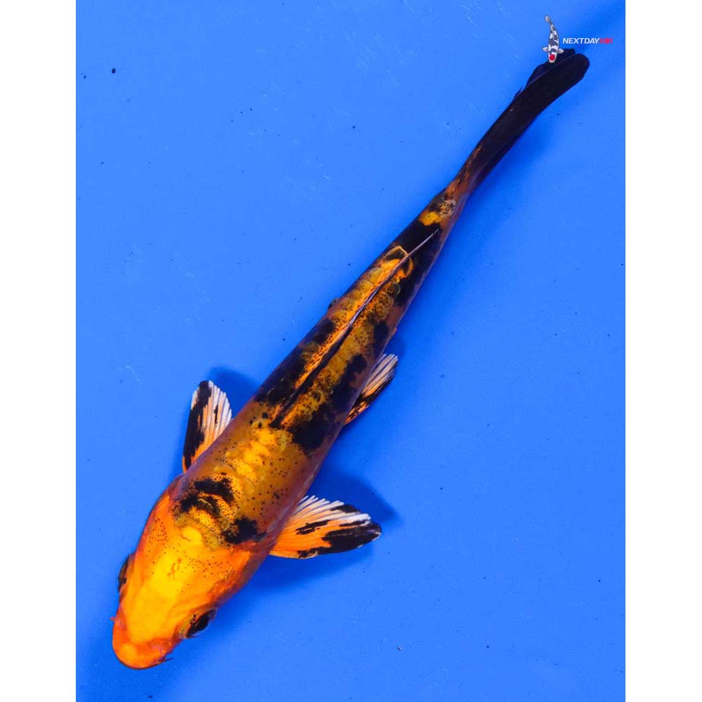 4.5” Imported Doitsu Kin Aka Bekko