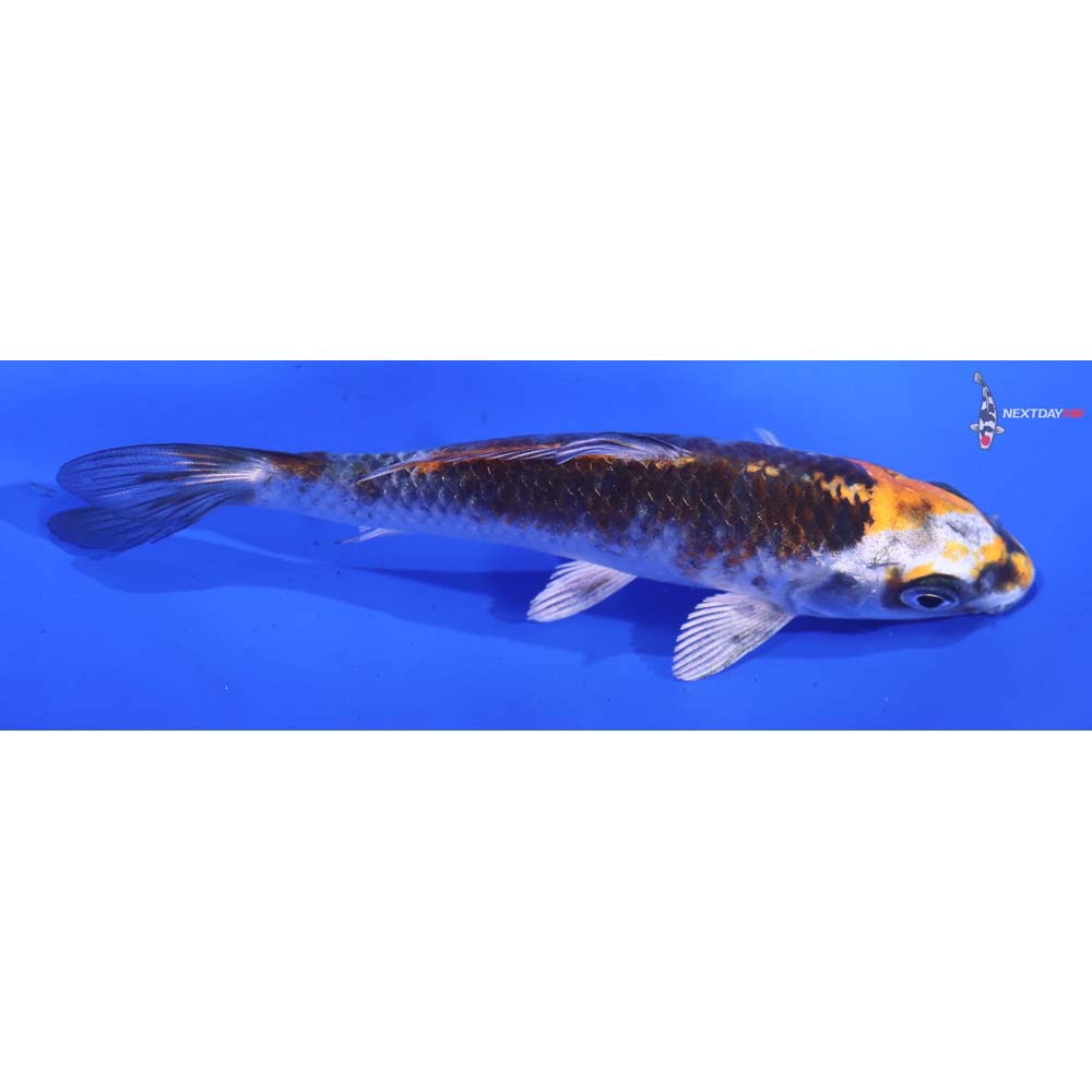 5” Imported Kujaku