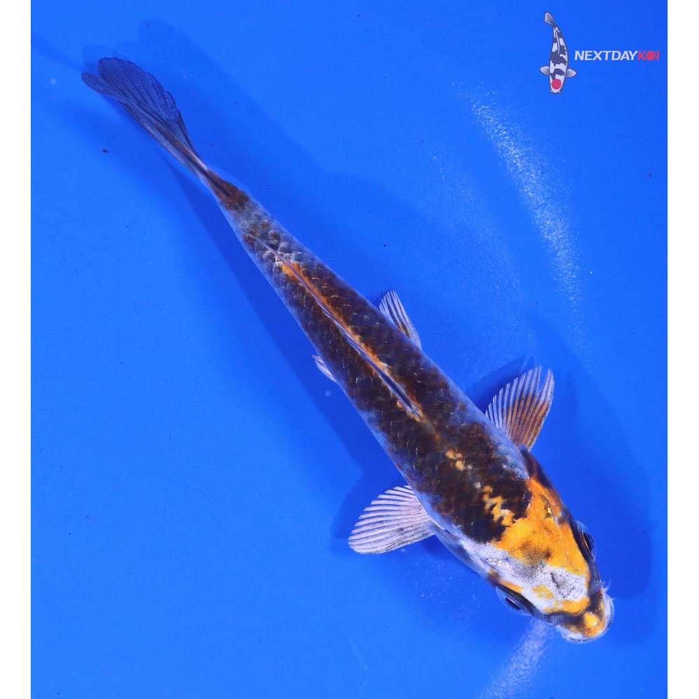 5” Imported Kujaku