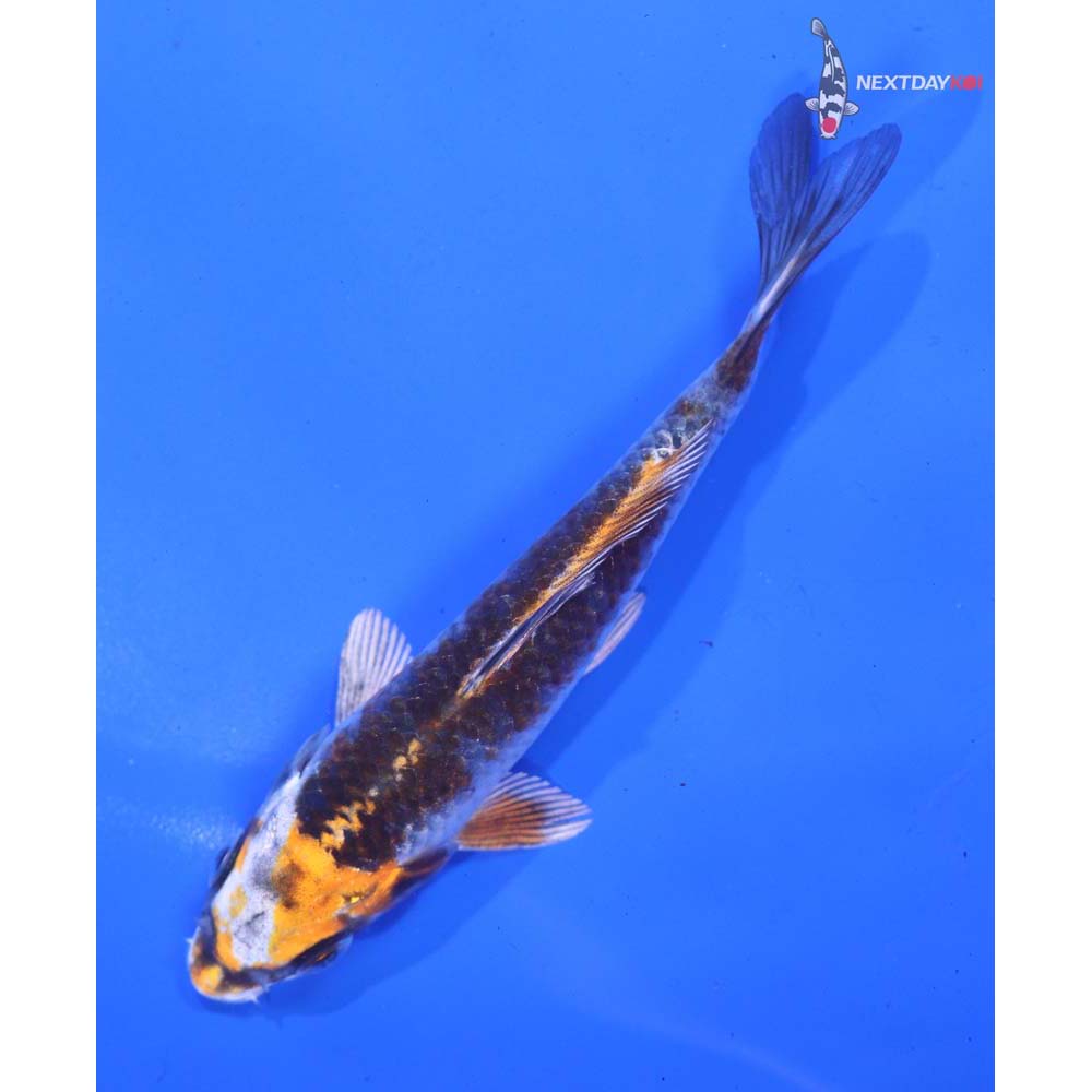 5” Imported Kujaku