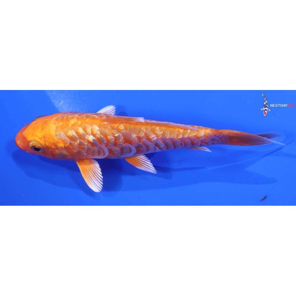 5” Imported Gin Rin Armor Scaled Orenji Ogon