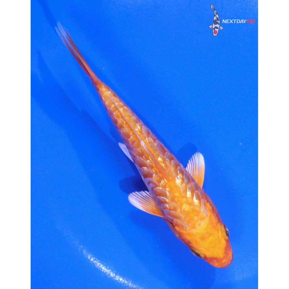 5” Imported Gin Rin Armor Scaled Orenji Ogon