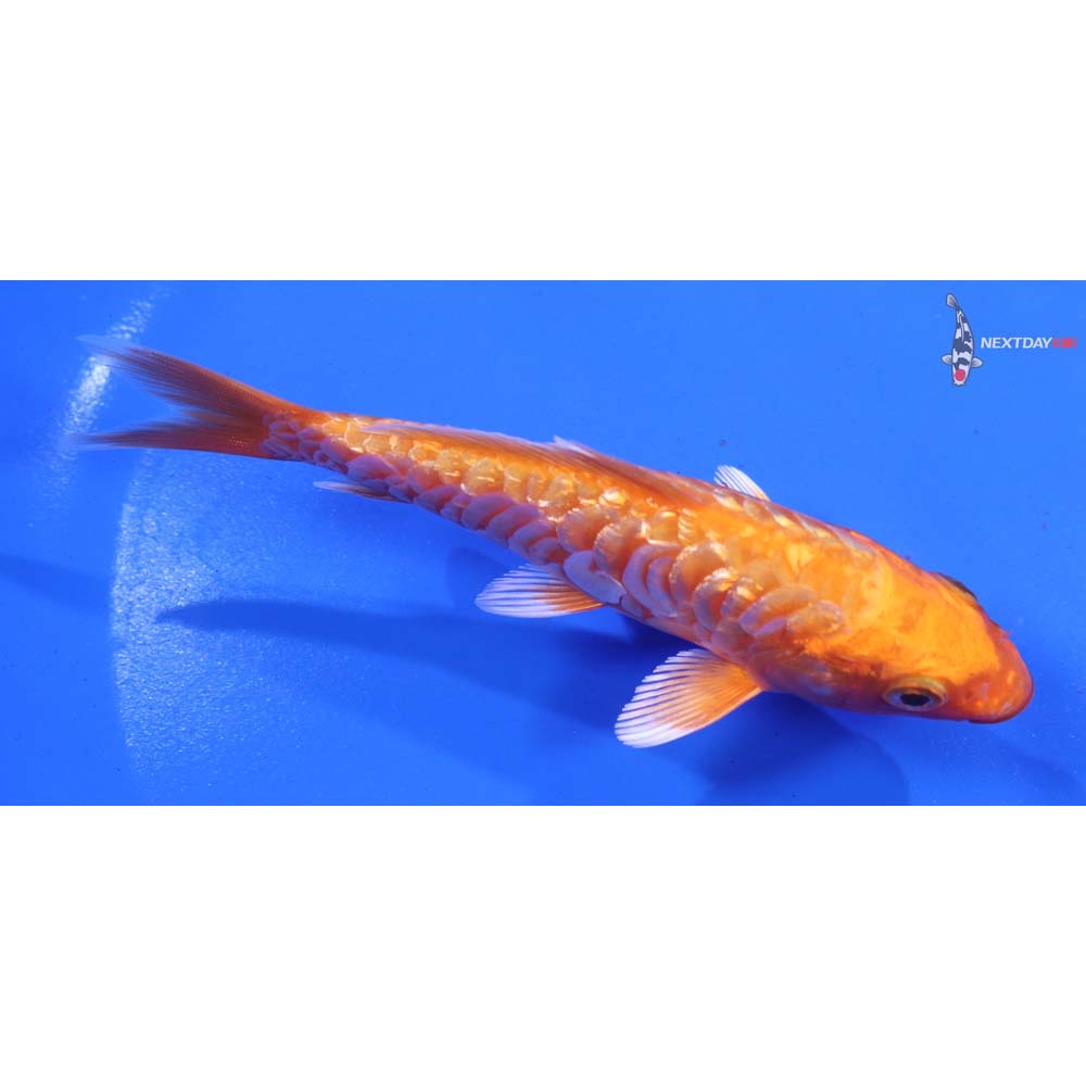 5” Imported Gin Rin Armor Scaled Orenji Ogon